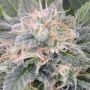 Black Ghost OG Feminized Marijuana Strain by Original Sensible Seeds For Sale Online at Cannabis Seeds Outlet