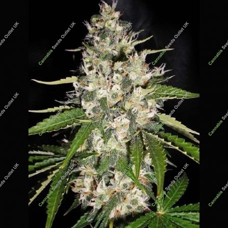 Black Gum Feminized Marijuana Strain by Original Sensible Seeds For Sale Online at Cannabis Seeds Outlet