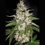 Black Gum Feminized Marijuana Strain by Original Sensible Seeds For Sale Online at Cannabis Seeds Outlet
