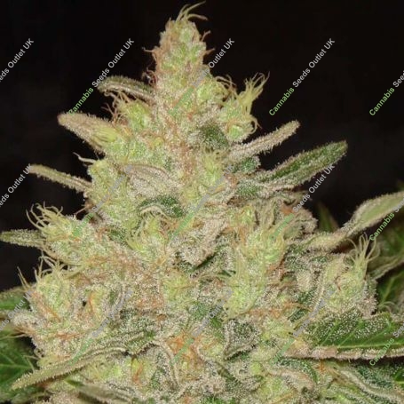 Blueberry Ghost OG Feminized Marijuana Strain by Original Sensible Seeds For Sale Online at Cannabis Seeds Outlet