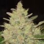 Blueberry Ghost OG Feminized Marijuana Strain by Original Sensible Seeds For Sale Online at Cannabis Seeds Outlet