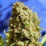 Bruce Banner 3 FAST V Feminized Marijuana Strain by Original Sensible Seeds For Sale Online at Cannabis Seeds Outlet