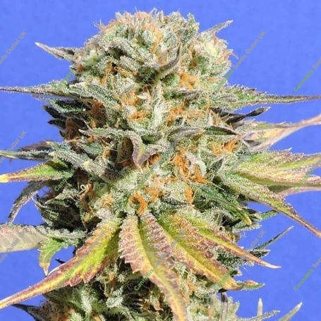 Bruce Banner No.3 Feminized Marijuana Strain by Original Sensible Seeds For Sale Online at Cannabis Seeds Outlet