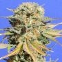 Bruce Banner No.3 Feminized Marijuana Strain by Original Sensible Seeds For Sale Online at Cannabis Seeds Outlet