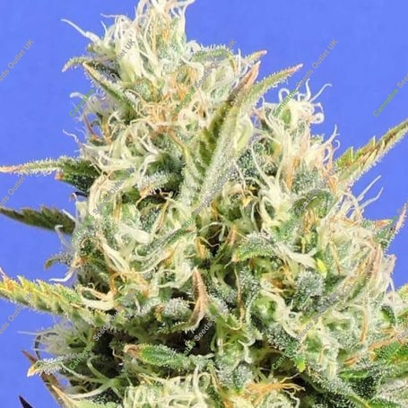 CBD Lemon Aid Feminized Marijuana Strain by Original Sensible Seeds For Sale Online at Cannabis Seeds Outlet