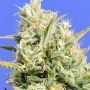 CBD Lemon Aid Feminized Marijuana Strain by Original Sensible Seeds For Sale Online at Cannabis Seeds Outlet
