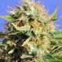 Chronic Lights Feminized Marijuana Strain by Original Sensible Seeds For Sale Online at Cannabis Seeds Outlet