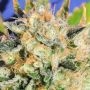 Critical Diesel Auto Feminized Marijuana Strain by Original Sensible Seeds For Sale Online at Cannabis Seeds Outlet