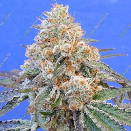 Do Si Dos OG Feminized Marijuana Strain by Original Sensible Seeds For Sale Online at Cannabis Seeds Outlet