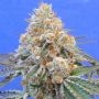 Do Si Dos OG Feminized Marijuana Strain by Original Sensible Seeds For Sale Online at Cannabis Seeds Outlet