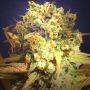 Dr Bruce Banner Feminized Marijuana Strain by Original Sensible Seeds For Sale Online at Cannabis Seeds Outlet