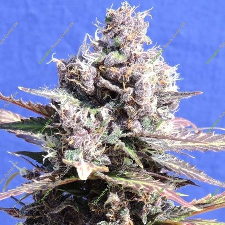 Gelato Feminized Marijuana Strain by Original Sensible Seeds For Sale Online at Cannabis Seeds Outlet