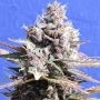 Gelato Feminized Marijuana Strain by Original Sensible Seeds For Sale Online at Cannabis Seeds Outlet