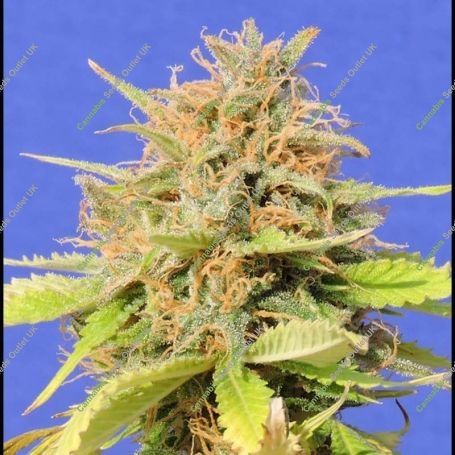 Girl Scout Cookies Auto Marijuana Strain by Original Sensible Seeds For Sale Online at Cannabis Seeds Outlet