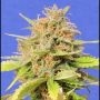 Girl Scout Cookies Auto Marijuana Strain by Original Sensible Seeds For Sale Online at Cannabis Seeds Outlet