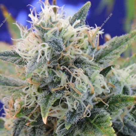 Girl Scout Cookies Feminized Marijuana Strain by Original Sensible Seeds For Sale Online at Cannabis Seeds Outlet