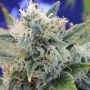Girl Scout Cookies Feminized Marijuana Strain by Original Sensible Seeds For Sale Online at Cannabis Seeds Outlet