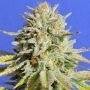 Gorilla Glue No.4 Feminized Marijuana Strain by Original Sensible Seeds For Sale Online at Cannabis Seeds Outlet