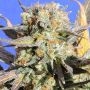Grandaddy Black Feminized Marijuana Strain by Original Sensible Seeds For Sale Online at Cannabis Seeds Outlet