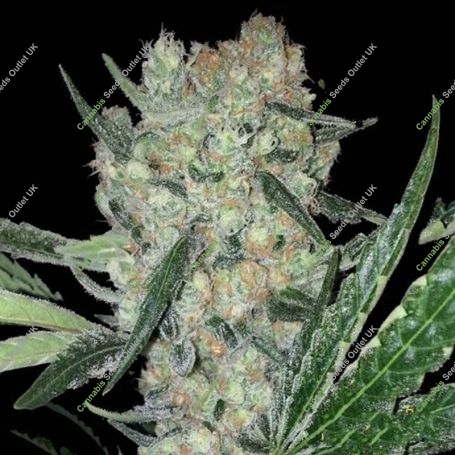 Juanita Feminized Marijuana Strain by Original Sensible Seeds For Sale Online at Cannabis Seeds Outlet