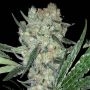 Juanita Feminized Marijuana Strain by Original Sensible Seeds For Sale Online at Cannabis Seeds Outlet