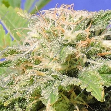 Kali AK Feminized Marijuana Strain by Original Sensible Seeds For Sale Online at Cannabis Seeds Outlet