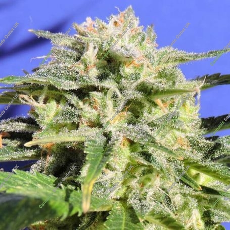 Lemonberry Haze Auto Marijuana Strain by Original Sensible Seeds For Sale Online at Cannabis Seeds Outlet
