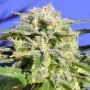 Lemonberry Haze Auto Marijuana Strain by Original Sensible Seeds For Sale Online at Cannabis Seeds Outlet