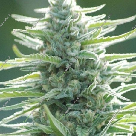 Pure Africa Feminized Marijuana Strain by Original Sensible Seeds For Sale Online at Cannabis Seeds Outlet