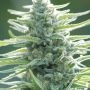 Pure Africa Feminized Marijuana Strain by Original Sensible Seeds For Sale Online at Cannabis Seeds Outlet