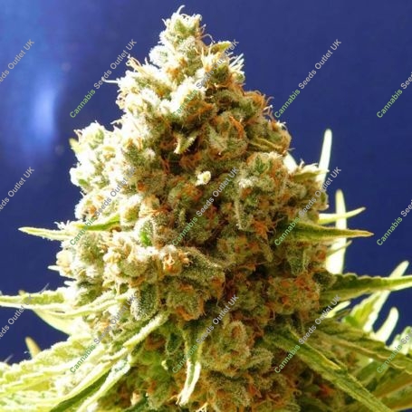 Pure Kush Feminized Marijuana Strain by Original Sensible Seeds For Sale Online at Cannabis Seeds Outlet