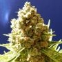 Pure Kush Feminized Marijuana Strain by Original Sensible Seeds For Sale Online at Cannabis Seeds Outlet