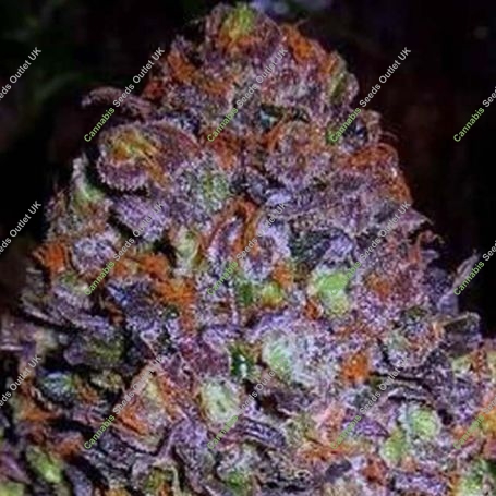Purple Haze Auto Feminized Marijuana Strain by Original Sensible Seeds For Sale Online at Cannabis Seeds Outlet