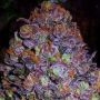 Purple Haze Auto Feminized Marijuana Strain by Original Sensible Seeds For Sale Online at Cannabis Seeds Outlet