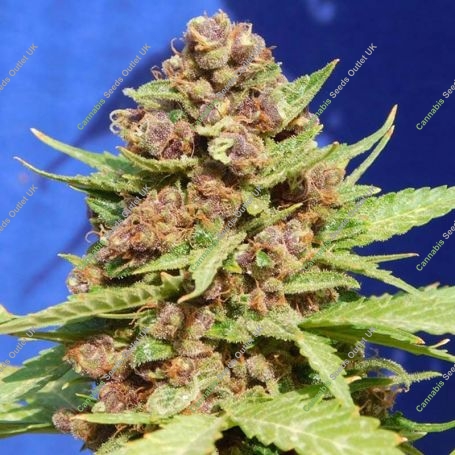 Purple Punch Cookies Feminized Marijuana Strain by Original Sensible Seeds For Sale Online at Cannabis Seeds Outlet