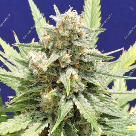 Stinkin Bishop Feminized Marijuana Strain by Original Sensible Seeds For Sale Online at Cannabis Seeds Outlet