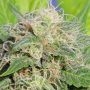 Super Lemon Haze Auto Marijuana Strain by Original Sensible Seeds For Sale Online at Cannabis Seeds Outlet