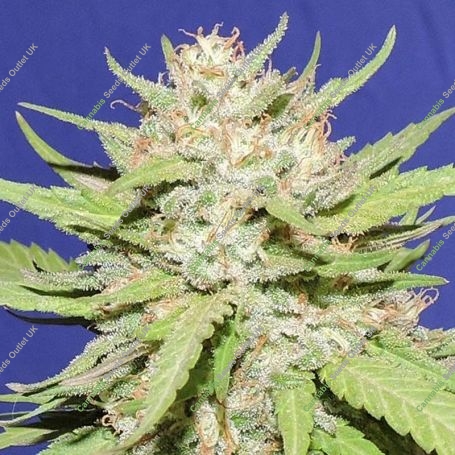 Wedding Cake Feminized Marijuana Strain by Original Sensible Seeds For Sale Online at Cannabis Seeds Outlet