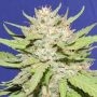 Wedding Cake Feminized Marijuana Strain by Original Sensible Seeds For Sale Online at Cannabis Seeds Outlet