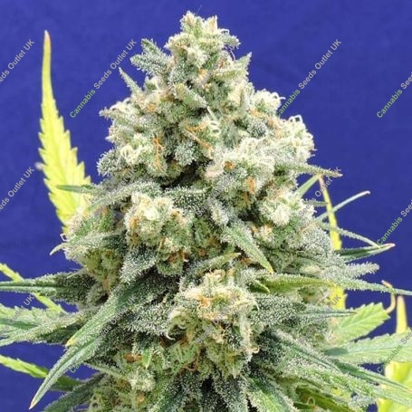 White Critical Feminized Marijuana Strain by Original Sensible Seeds For Sale Online at Cannabis Seeds Outlet