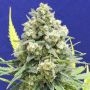 White Critical Feminized Marijuana Strain by Original Sensible Seeds For Sale Online at Cannabis Seeds Outlet