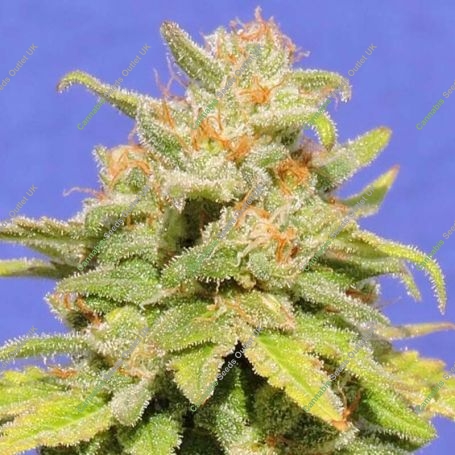 White Crystal Meth Auto Marijuana Strain by Original Sensible Seeds For Sale Online at Cannabis Seeds Outlet