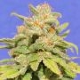 White Crystal Meth Auto Marijuana Strain by Original Sensible Seeds For Sale Online at Cannabis Seeds Outlet