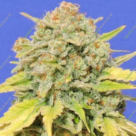 Zkittlez Feminized Marijuana Strain by Original Sensible Seeds For Sale Online at Cannabis Seeds Outlet