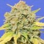 Zkittlez Feminized Marijuana Strain by Original Sensible Seeds For Sale Online at Cannabis Seeds Outlet