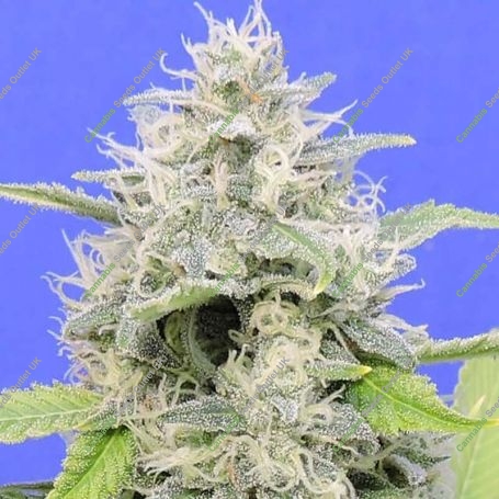Zkittzy Gorilla Feminized Marijuana Strain by Original Sensible Seeds For Sale Online at Cannabis Seeds Outlet