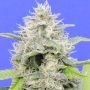 Zkittzy Gorilla Feminized Marijuana Strain by Original Sensible Seeds For Sale Online at Cannabis Seeds Outlet