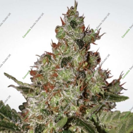Acid Feminized Marijuana Strain by Paradise Seeds For Sale Online at Cannabis Seeds Outlet