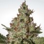 Acid Feminized Marijuana Strain by Paradise Seeds For Sale Online at Cannabis Seeds Outlet