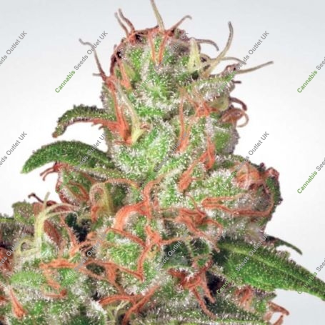 Acid Automatic Feminized Marijuana Strain by Paradise Seeds For Sale Online at Cannabis Seeds Outlet